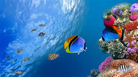 7680X4320 Wallpapers - Top Free 7680X4320 Backgrounds - WallpaperAccess
