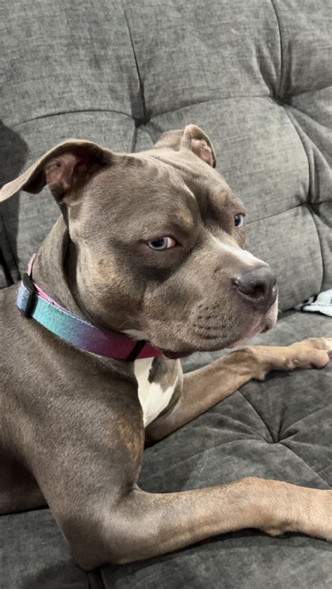 Aela giving me the side eye : r/pitbulls