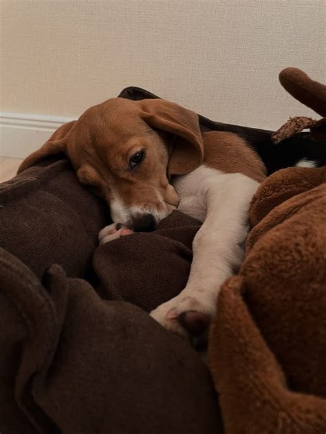 Бигль щенок | Beagle puppy, Beagle, Dogs