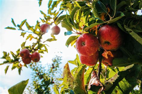 red apples  tree  stock photo