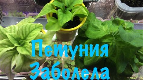 ПЕТУНИЯ. ЧЕМ МОЖЕТ ЗАБОЛЕТЬ РАССАДА ПЕТУНИИ. ПРОШУ СОВЕТА. - YouTube