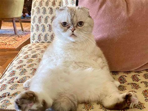 cats name 1