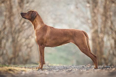 Rhodesian Ridgeback Dog Breed Information