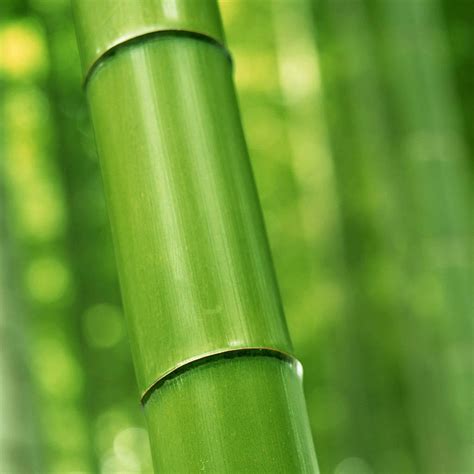 Download Branch Of Green Bamboo Wallpaper | Wallpapers.com