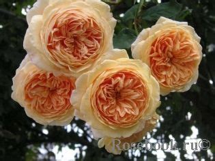 Crown Princess Margareta® | Розы, Английская роза, Астильба