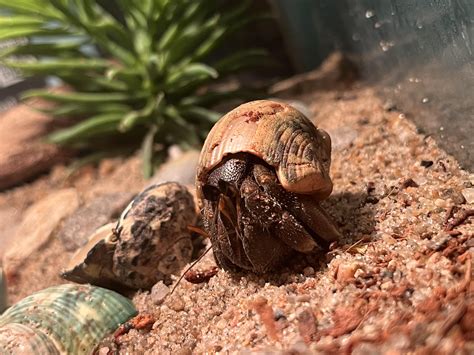 Kevin has a strange taste in shells cause he kept his (too small) ugly