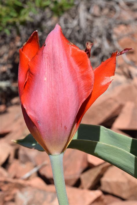 Tulipa vvedenskyi - Изображение особи - Плантариум