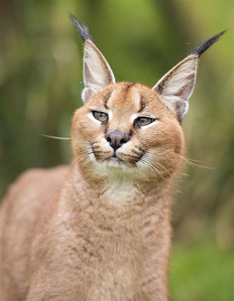 Кошка рысь - картинки и фото koshka.top