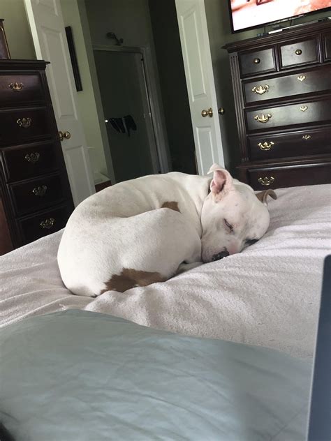 Today is her two year adoptiversary! : r/pitbulls