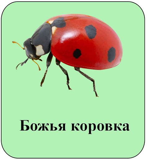 Зеленая школа : Жители нашего участка