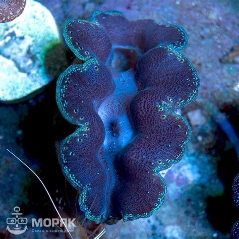 Tridacna Maxima (Тридакна большая) | Купить в Киеве и Украине