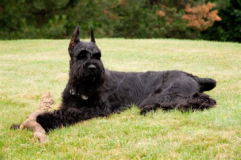 Fotos del Schnauzer gigante. Schnauzer gigante