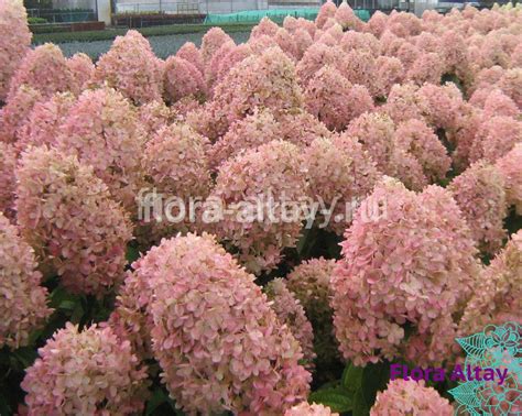 hydrangea-paniculata-magical-sweet-summer-1 | Flora Altay