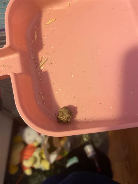 how do you chinchilla sick without vet 3