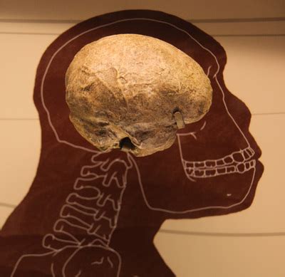 Homo rudolfensis - The Human Timeline
