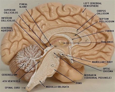 Anatomy of brain - labeled diagram | Science