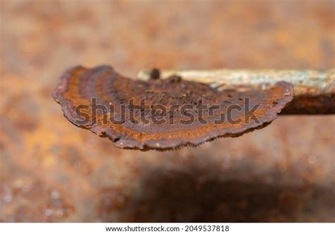 Fomitopsis Pinicola Medicinal Mushroom Tinder Lying Stock Photo 2049537818 | Shutterstock