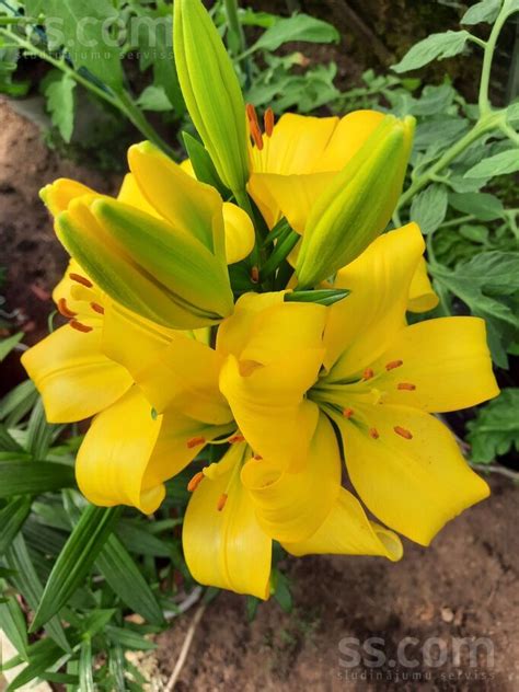 SS.COM Home plants - Outdoor plants, Price 3 €. Pārdodu liliju sīpolus ...