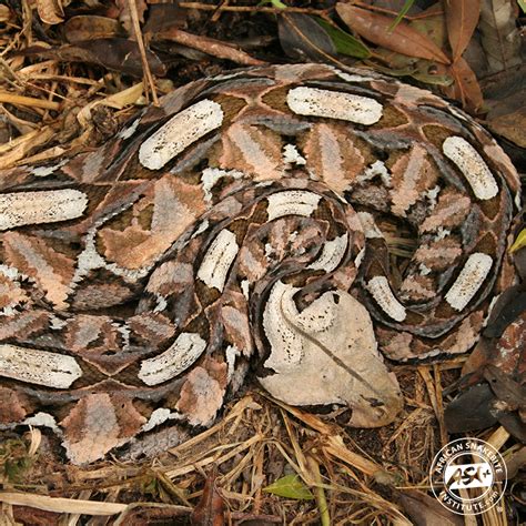 gaboon viper bite effects