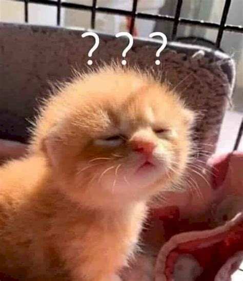 Tổng hợp 400+ cute meme chất lượng full HD