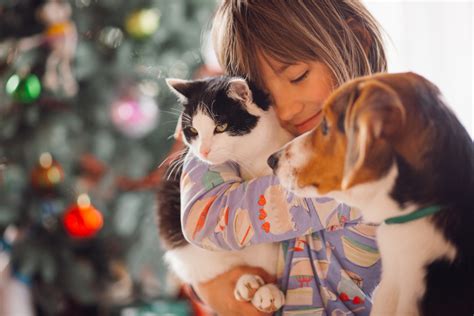 presentar  nuevo perro  tu gato