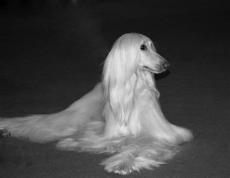 Afghan Hound Wallpapers - Wallpaper Cave