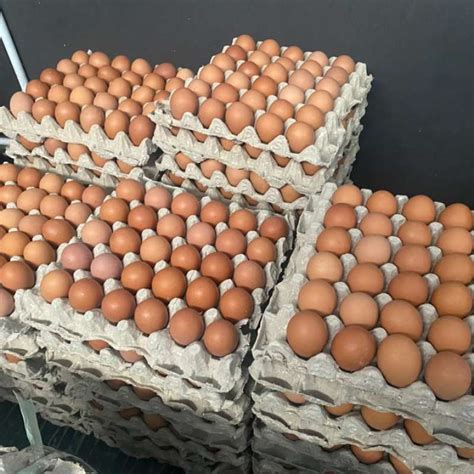 jual telur agung farm telur ayam negri negeri   kg curah segar