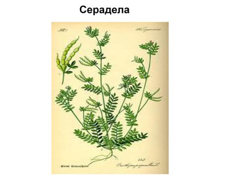 Презентація "Сидеральні культури"