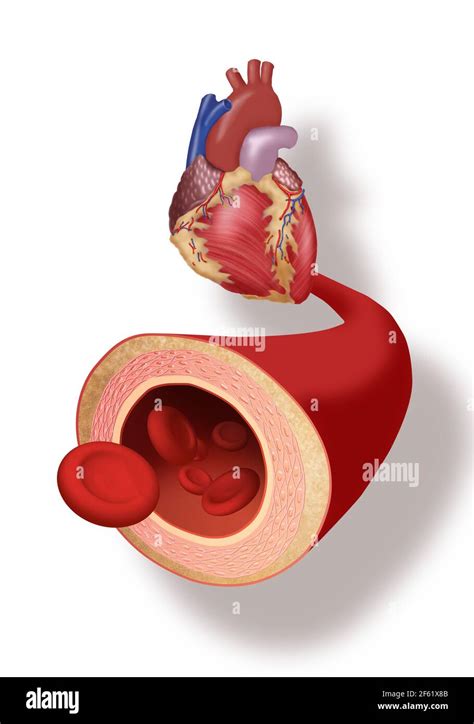 heart  artery stock photo alamy