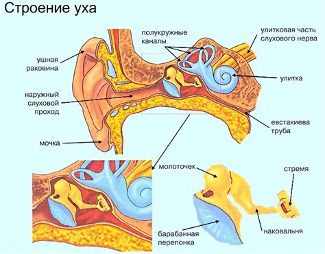 Виды и классификация отита