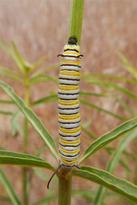 Monarch Caterpillar Butterfly