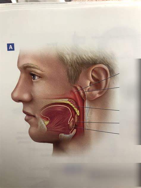 unit  anatomy   tonsils diagram quizlet