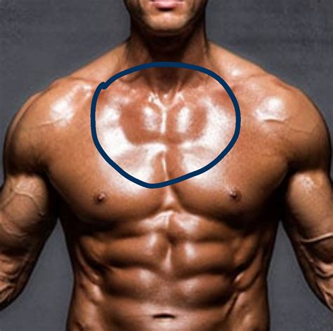 chest area ranatomy