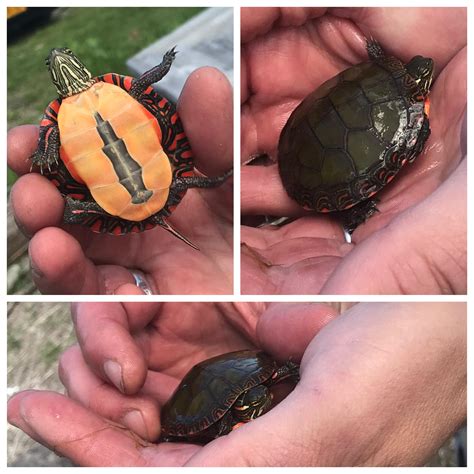 Super cute Red Bellied Cooter we found near the boat dock last weekend