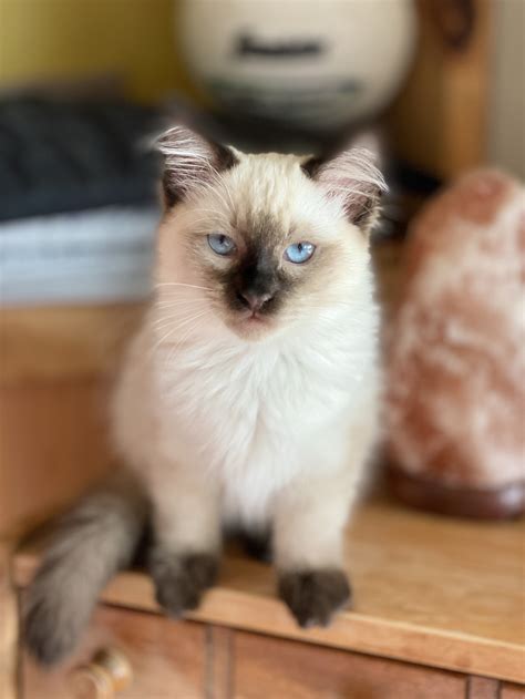 how much Scottish Fold Kitten cost, siamese kittens for sale — Sequim