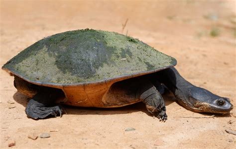 lowdown  turtle teeth  turtles   diapteron shop