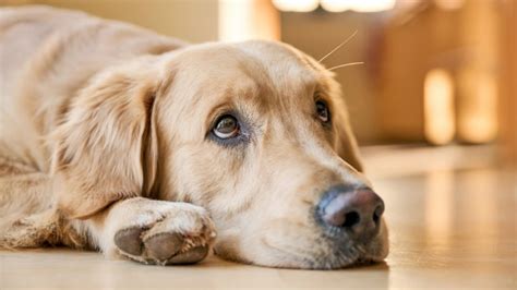 Mijn hond kan niet poepen, wat nu? | Diergeneeskundevoorbaasjes.nl