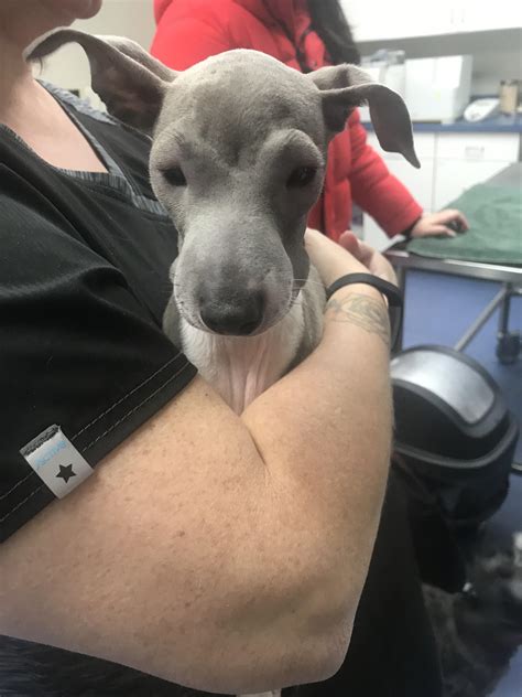 Poor guy had an allergic reaction to vaccines! : r/AnimalsBeingDerps