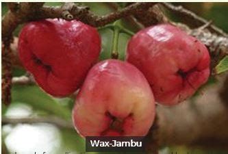 Easier to Eat than Pronounce: Syzygium samarangense or Wax-Jambu