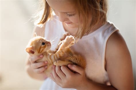 What Kitten to Get Your Child Depending on Their Personality - Newsweek