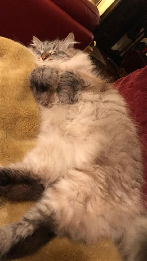 fluffiest fluffer   fluffed rcats