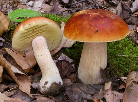 Белый гриб (Boletus edulis) - PictureThis
