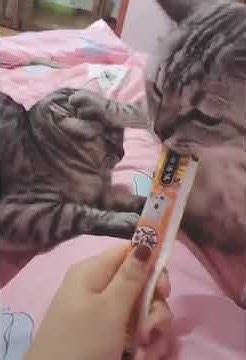 Котка яде шоколад! - YouTube