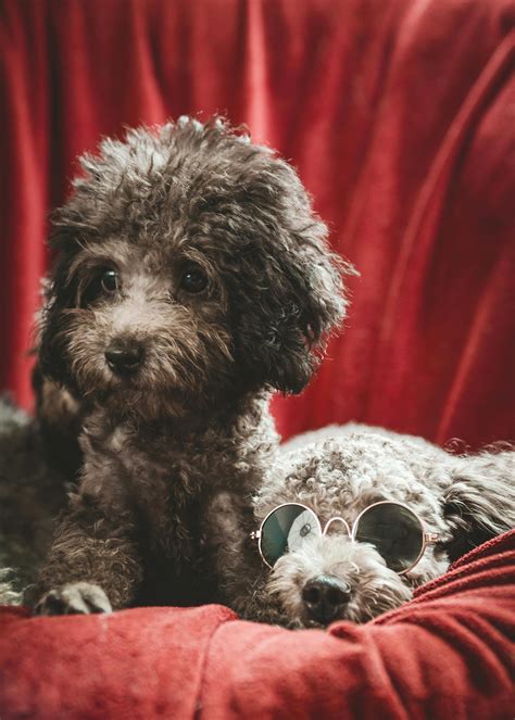 Dogs Doodle Photos, Download The BEST Free Dogs Doodle Stock Photos