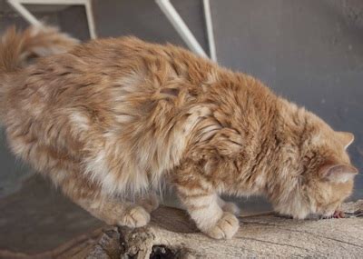 Otjiwarongo spca - Blog