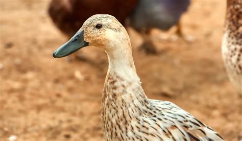 brown duck breeds farmhouse guide