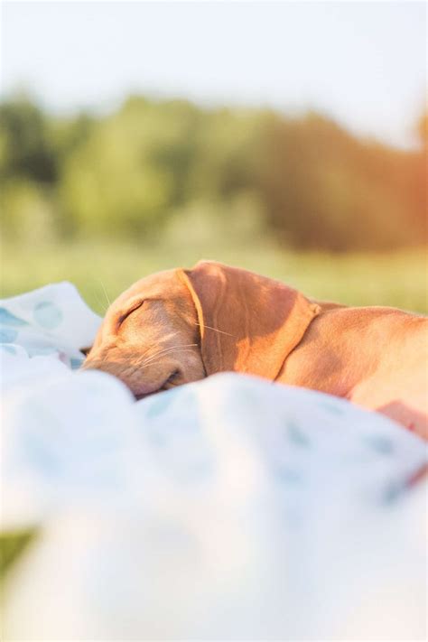 Do Dogs Dream and What Do They Dream About? - Acres 4 Dogs