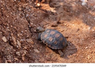 Baby Desert Tortoise Gopherus Agassizii Wandering Stock Photo ...