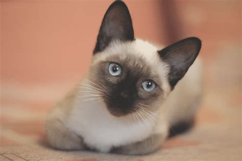 Thai Cat Breed: Info, Pictures, Facts, & Characteristics - Catster