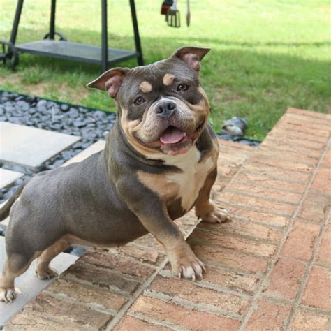 Micro and Pocket Bully Breeding Pairs - Southeast Bully Kennels